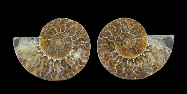 Cut & Polished Ammonite Fossil - Agatized #64975